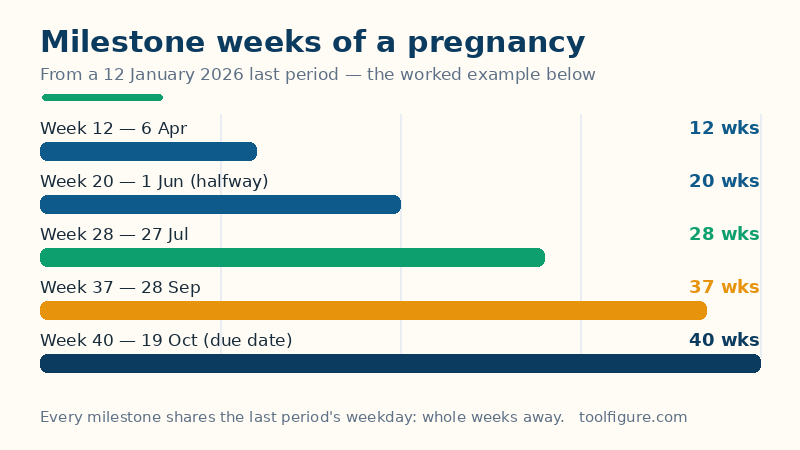 Bar chart of pregnancy milestone weeks from a 12 January 2026 last period: week 12 on 6 April, week 20 on 1 June, week 28 on 27 July, week 37 on 28 September and the week 40 due date on 19 October 2026