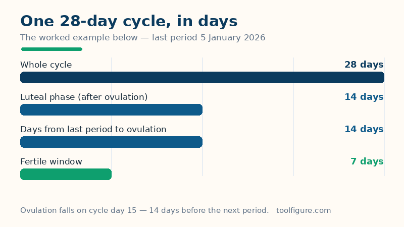 Bar chart of a 28-day cycle from a 5 January 2026 last period: ovulation on cycle day 15 after 14 days, a 7-day fertile window, and a 14-day luteal phase completing the 28-day cycle